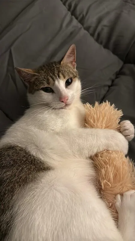 A young medium-sized female Tabby (Buff / Tan / Fawn) Domestic Short Hair cat named Tilly for adoption in Colmar, PA