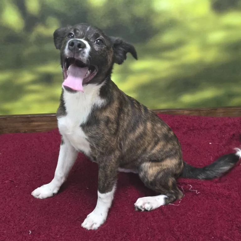 A baby small-sized male Brindle Mixed Breed dog named Cisco for adoption in Novelty, OH
