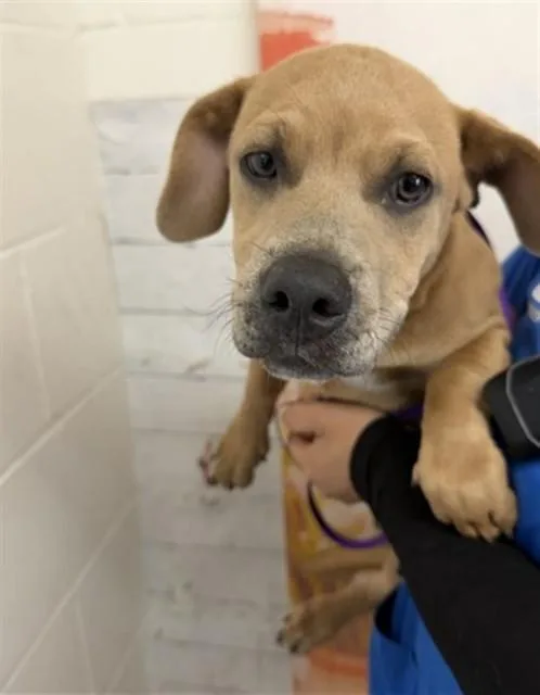 A young small-sized male Pit Bull Terrier dog named Pancake for adoption in San Bernardino, CA