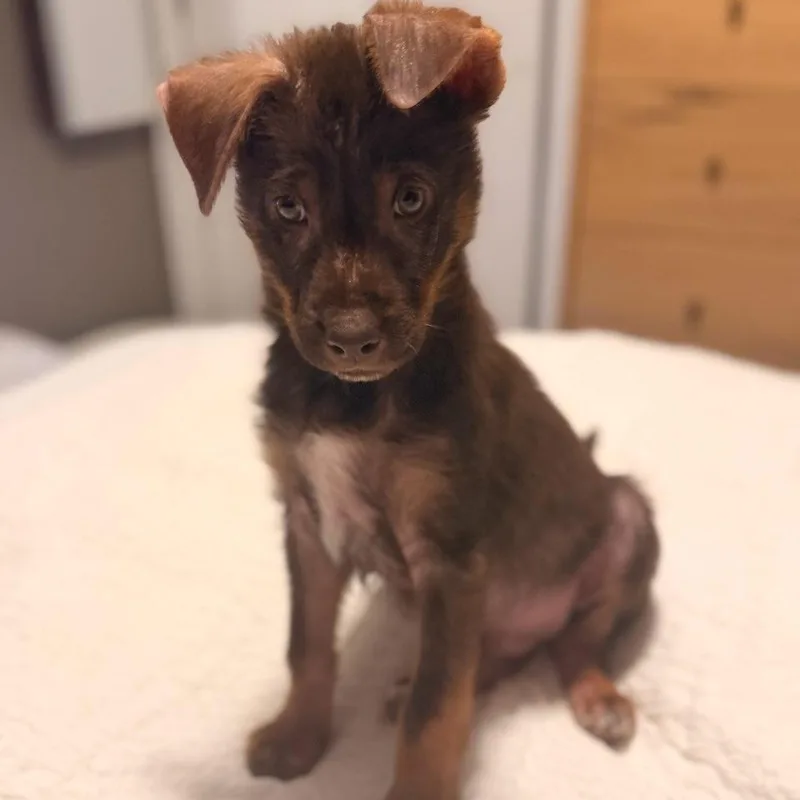 A baby small-sized male Brown / Chocolate Mixed Breed dog named Brady for adoption in Buffalo, MN