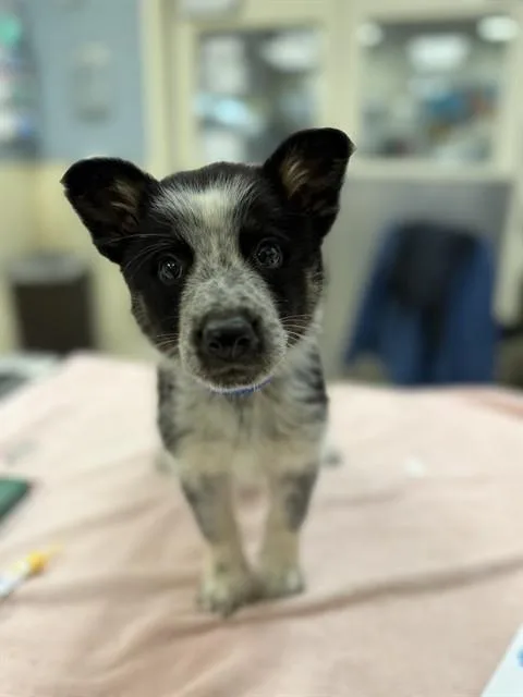 A baby small-sized male Australian Shepherd dog named Sorillo for adoption in Riverside, CA