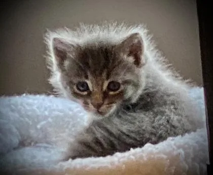 A baby small-sized female Domestic Medium Hair cat named Babe for adoption in Cumming, GA