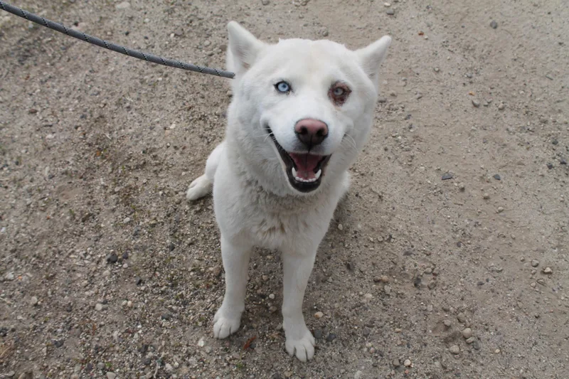 An adult medium-sized female Mixed Breed dog named Goobs for adoption in McCall, ID