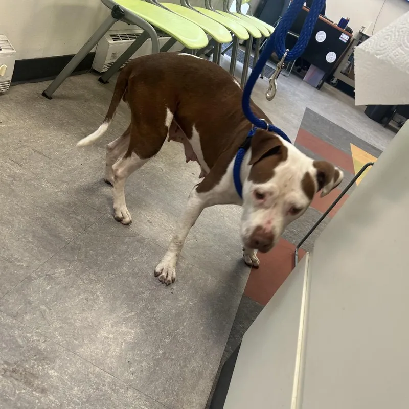 An adult medium-sized female Brown / Chocolate Mixed Breed dog named Widow for adoption in Philadelphia, PA