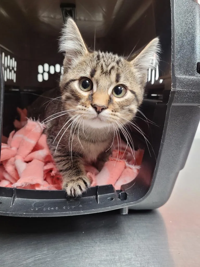 A baby medium-sized female Domestic Short Hair cat named Glinda for adoption in Logan, UT