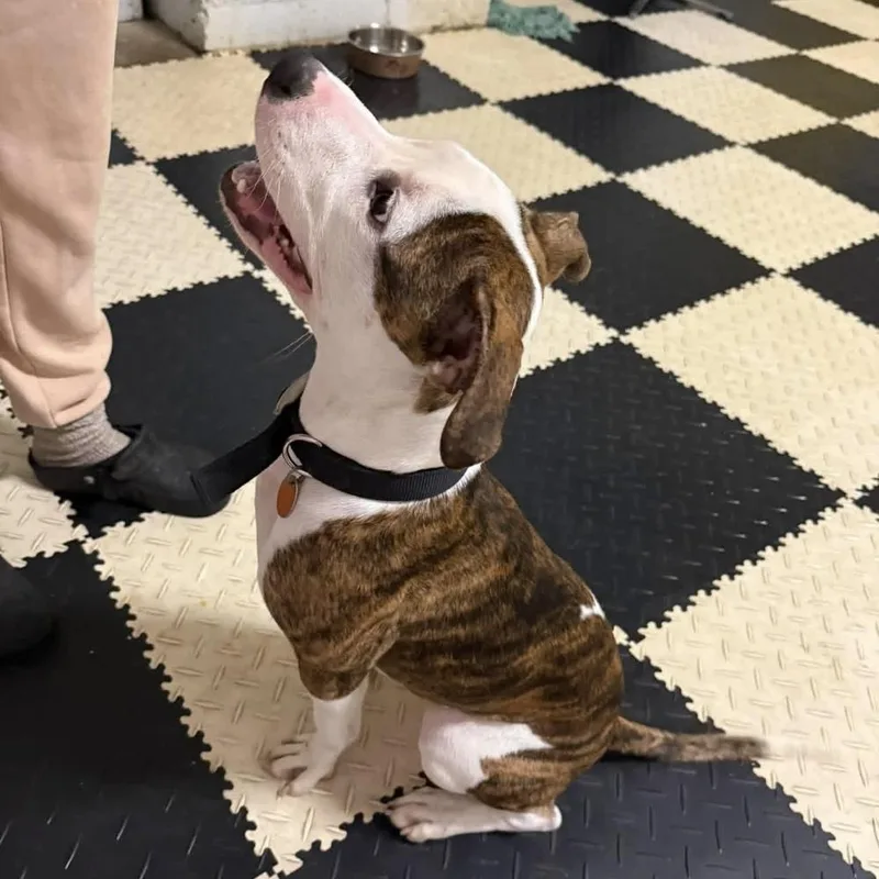 A young large-sized female Pit Bull Terrier dog named Mickey for adoption in Groveland, MA