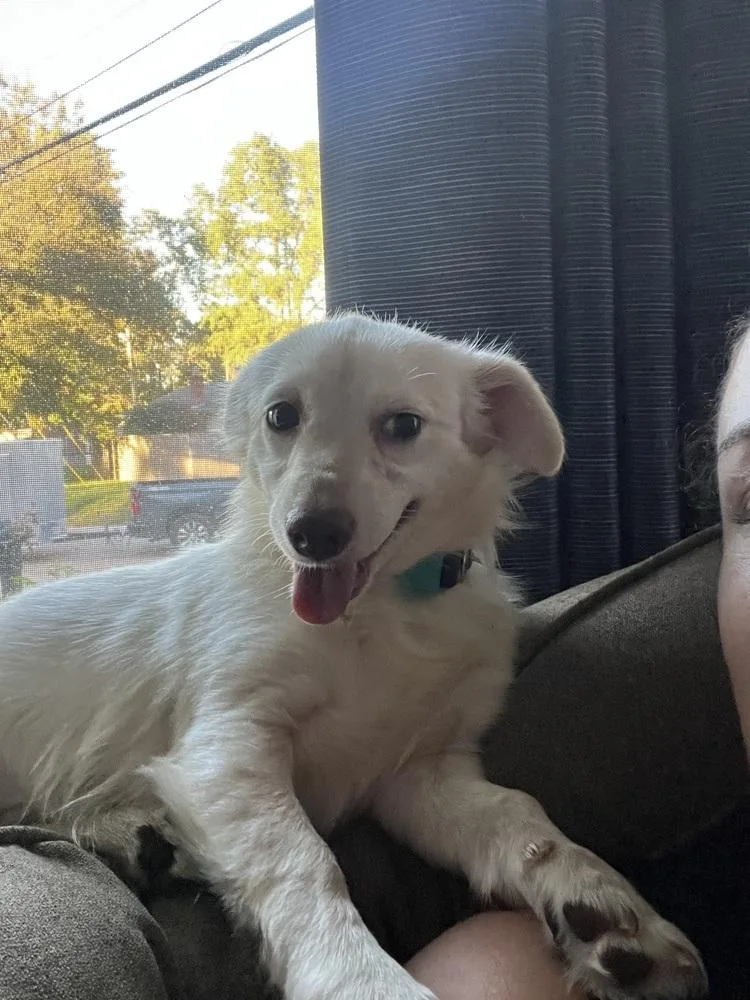 A young small-sized male White / Cream Terrier dog named Albini Weenie for adoption in Plymouth, MI