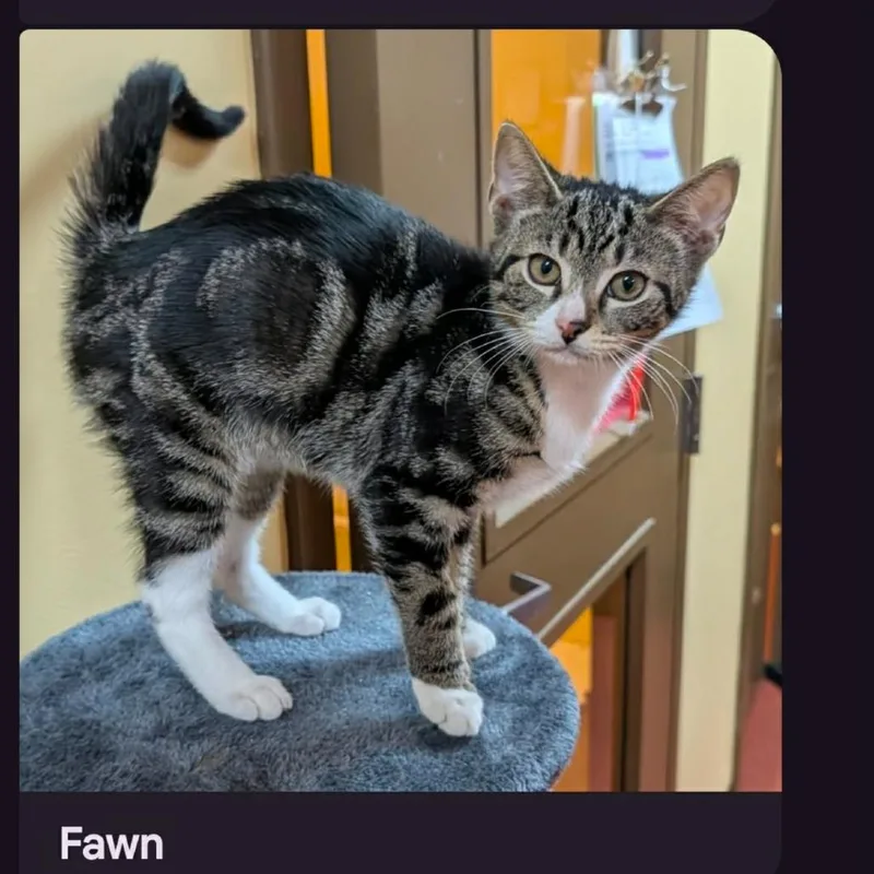 A baby small-sized female Brown / Chocolate Domestic Short Hair cat named Fawn for adoption in Hagerstown, MD