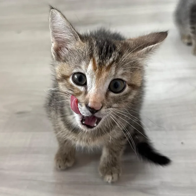 A young medium-sized female Torbie Domestic Short Hair cat named Sorbet for adoption in Parkland, FL