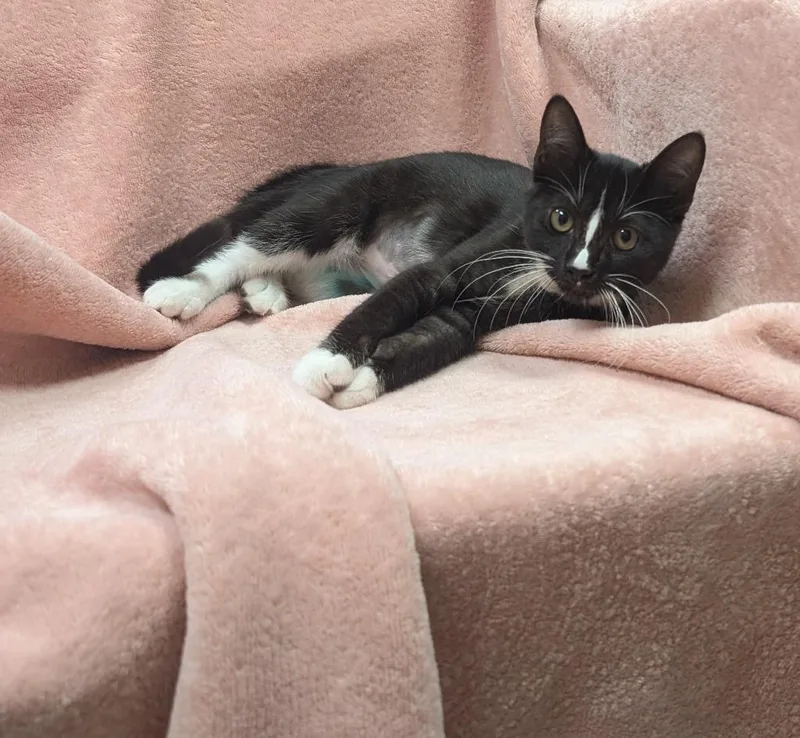 QTip