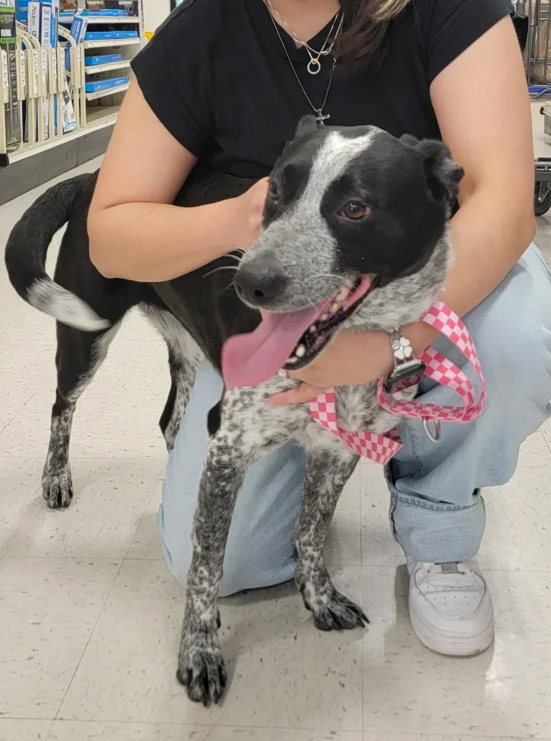 An adult medium-sized female Black Australian Cattle Dog / Blue Heeler dog named Xanadu for adoption in Houston, TX