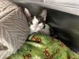 An adult medium-sized female Domestic Short Hair cat named Sweetie Pie for adoption in Manitowoc, WI