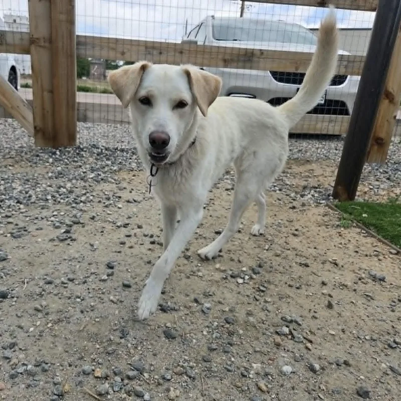 A young medium-sized female Yellow / Tan / Blond / Fawn Labrador Retriever dog named Sierra for adoption in Loveland, CO