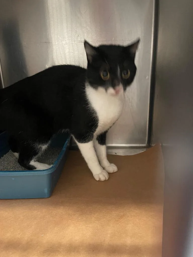 A young large-sized male Domestic Short Hair cat named Glitter for adoption in Cartersville , GA