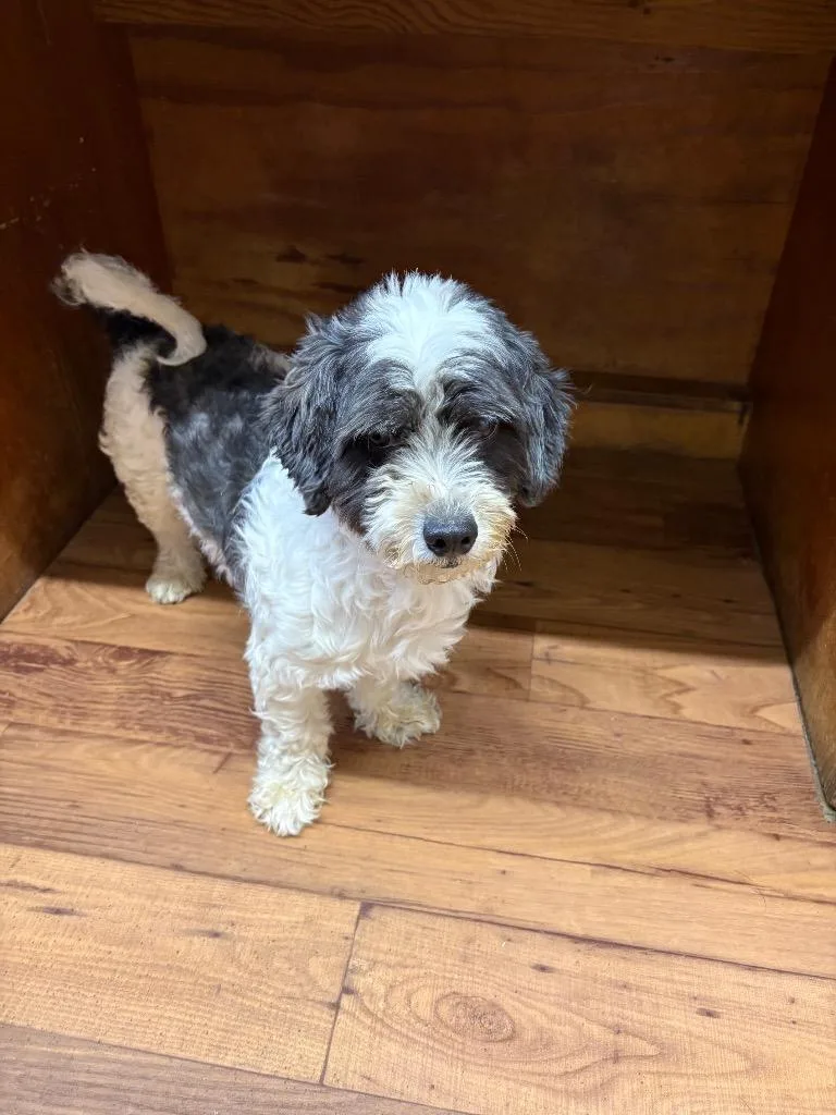A young small-sized male Schnauzer dog named Gizmo for adoption in Fayetteville, TN