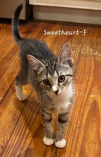 A baby small-sized female Domestic Short Hair cat named Sweetheart for adoption in Lunenburg, MA