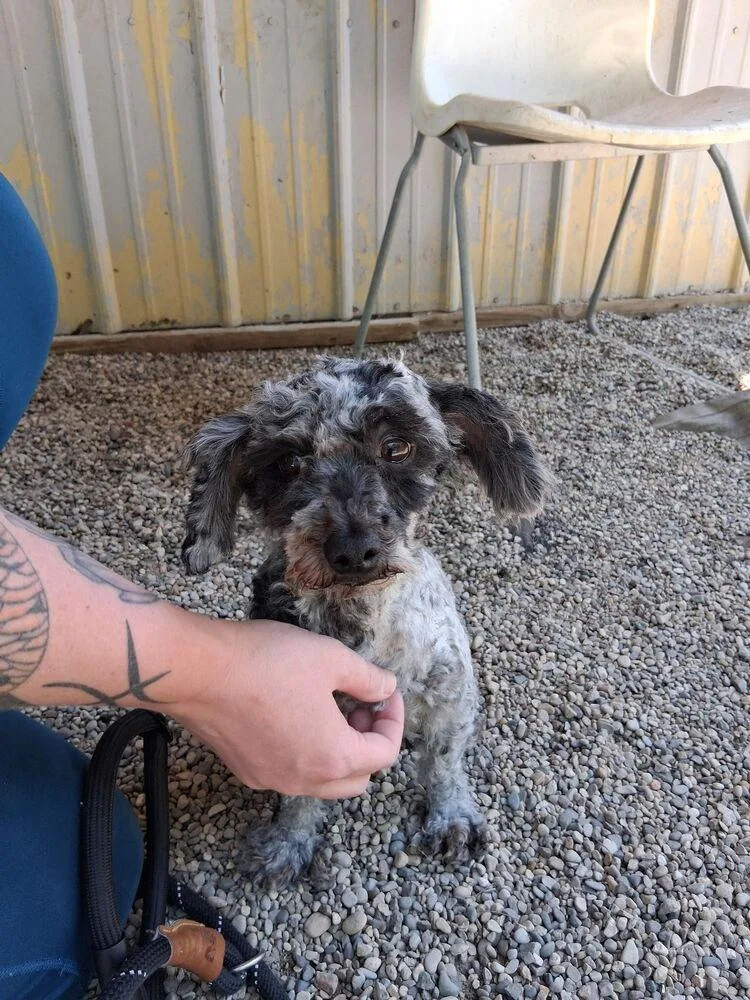 An adult small-sized male Tricolor (Brown, Black, & White) Poodle dog named Liam for adoption in Muskegon, MI