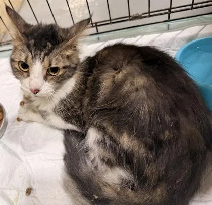 An adult small-sized female Brown / Chocolate Domestic Medium Hair cat named Ac for adoption in Harlingen, TX