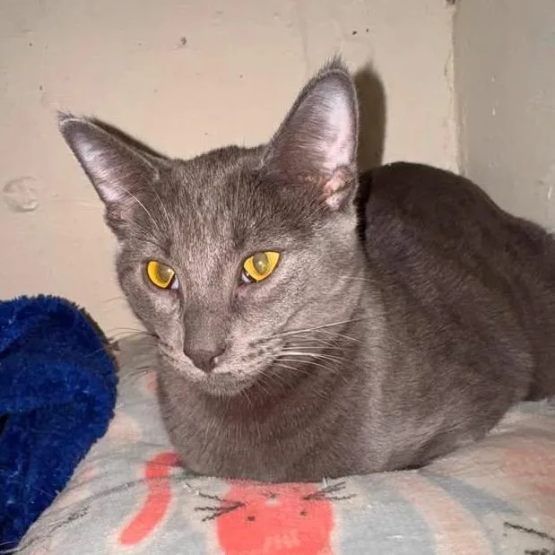 A young small-sized male Gray / Blue / Silver Domestic Short Hair cat named Yoda for adoption in Kansas City, MO