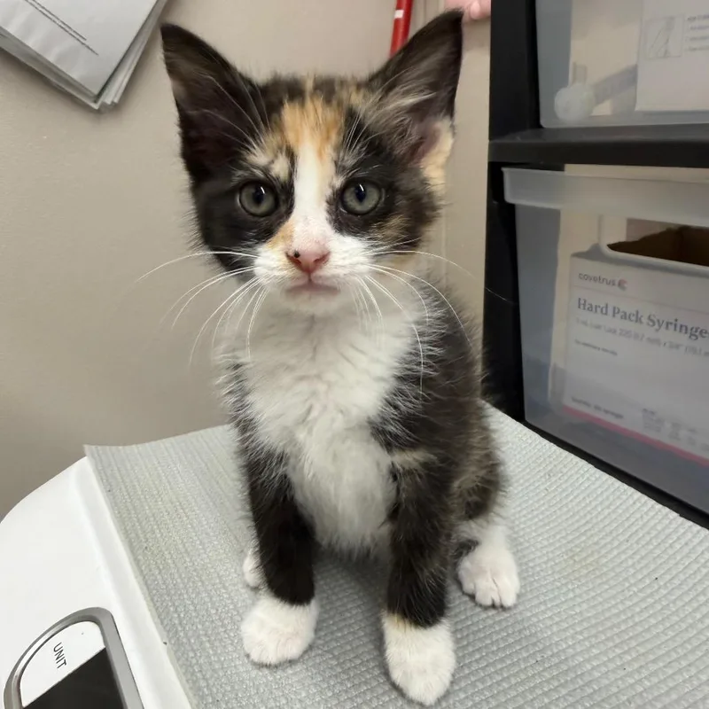 A baby small-sized female Calico Domestic Short Hair cat named Sparkler for adoption in Morganton, NC