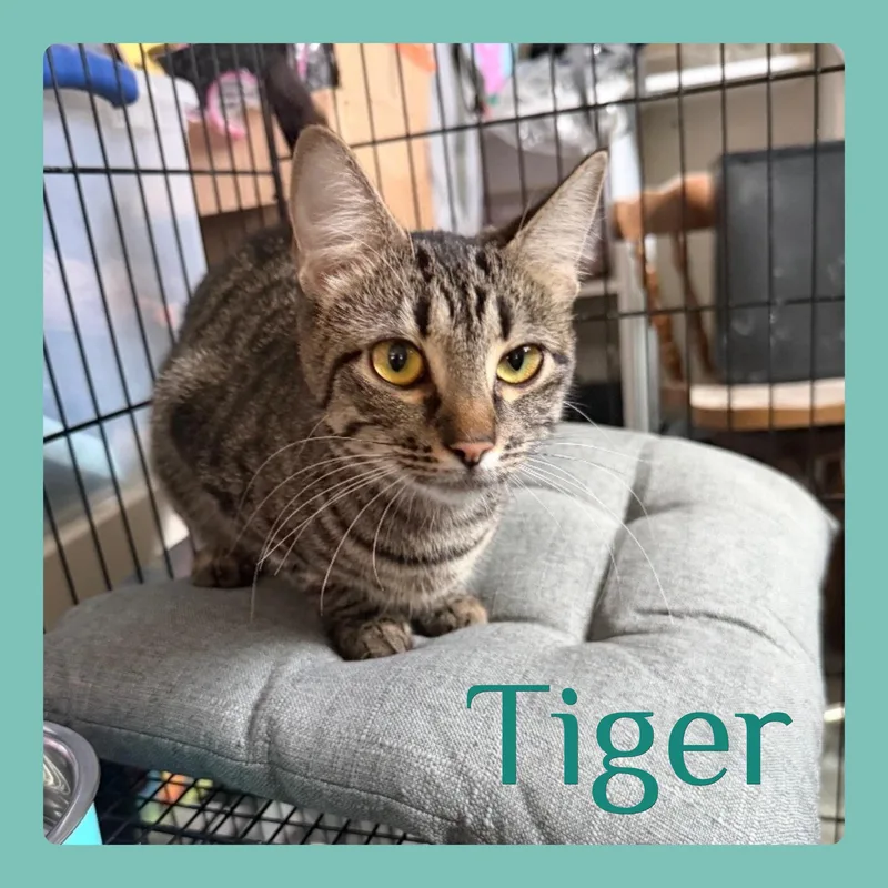 Tiger