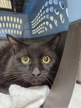 An adult large-sized male Domestic Short Hair cat named Quartz for adoption in Westland, MI