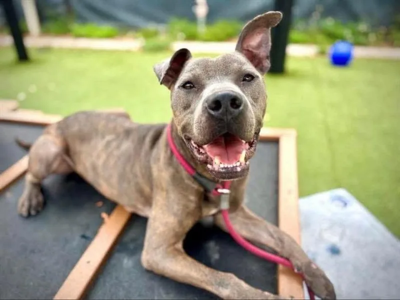 An adult medium-sized male Brindle American Bulldog dog named Archer for adoption in Lakeland, FL
