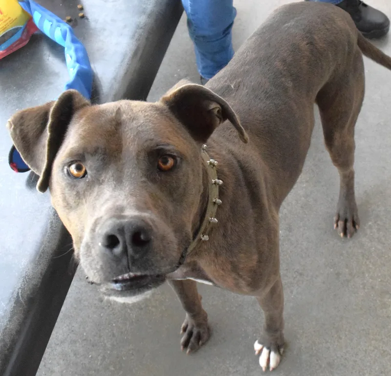 An adult medium-sized male Brindle Pit Bull Terrier dog named 22502 for adoption in Broken Arrow, OK