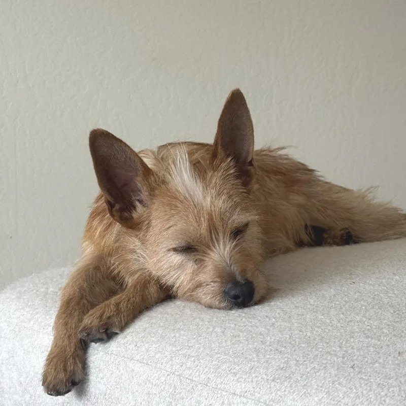 An adult small-sized male Yellow / Tan / Blond / Fawn Terrier dog named Merlin for adoption in San Francisco, CA