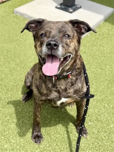 An adult large-sized female Hound dog named Bella for adoption in Olivette, MO