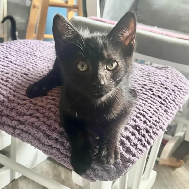 A baby small-sized male Domestic Short Hair cat named Slinky for adoption in Urbandale, IA
