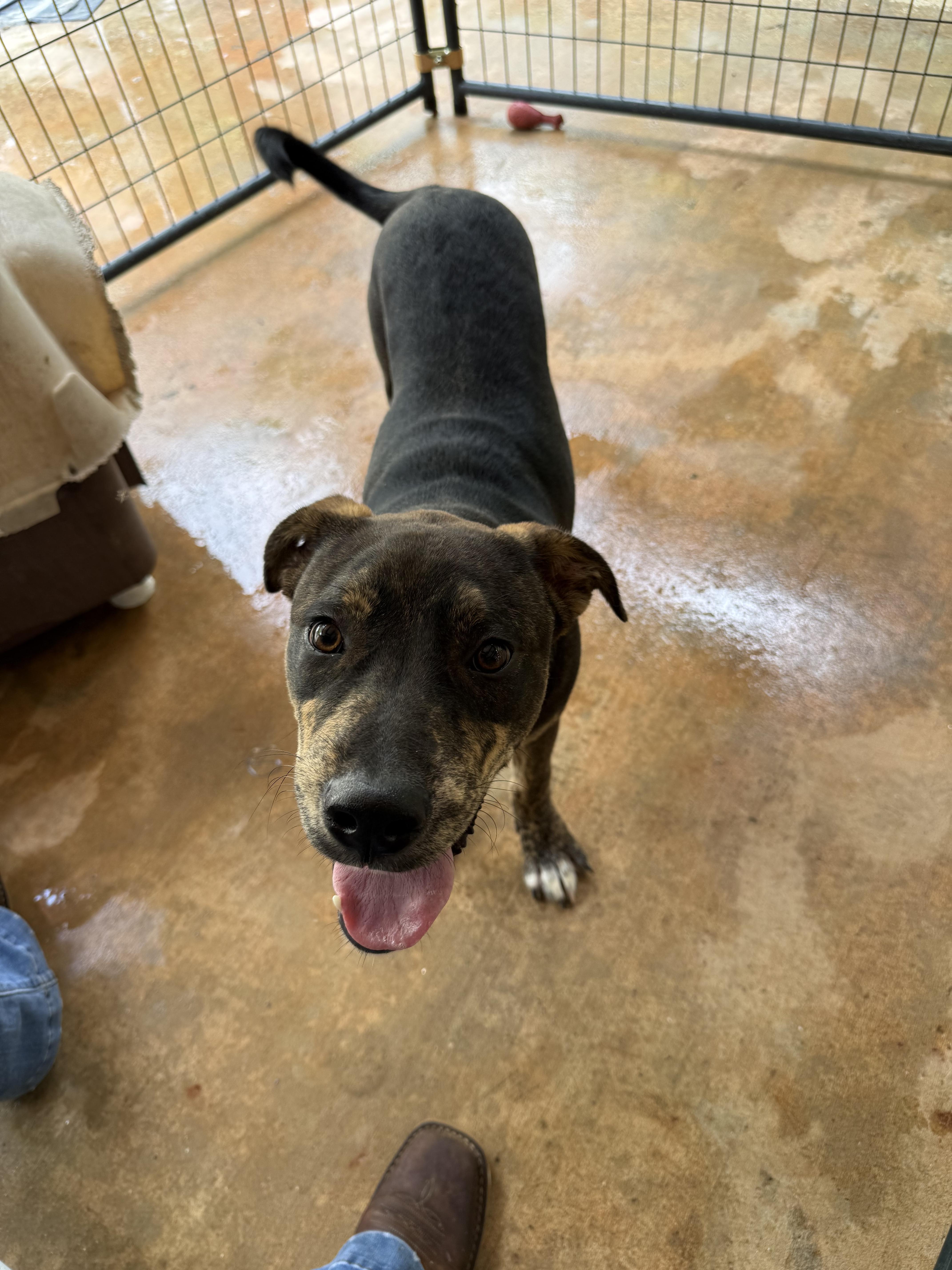 A young large-sized male Brindle Mixed Breed dog named Dicky for adoption in Elberton, GA