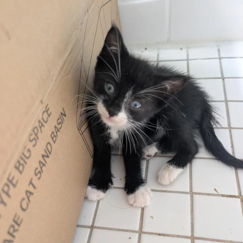 A baby small-sized female Black Domestic Short Hair cat named Midnight Truffles for adoption in Middle Village, NY