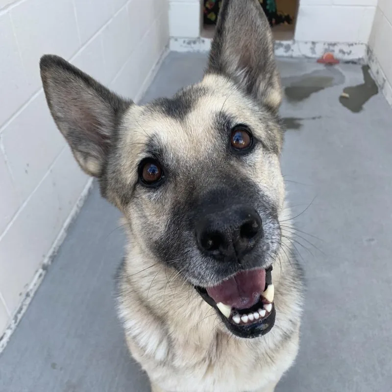 An adult medium-sized female Black German Shepherd Dog named Mija for adoption in Reno, NV