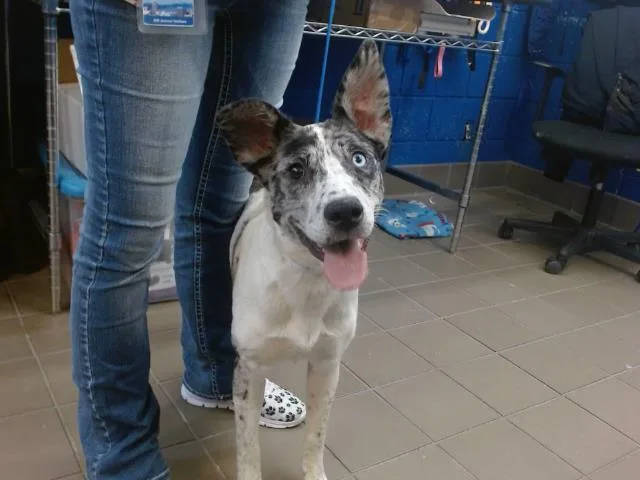 A young medium-sized female Australian Cattle Dog / Blue Heeler dog named Ember for adoption in Albuquerque, NM