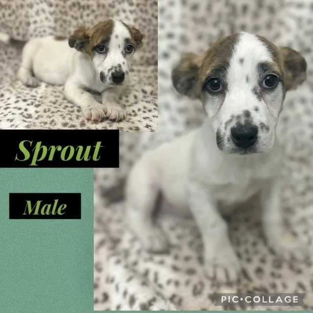 A baby medium-sized male Corgi dog named Sprout for adoption in Manchester, CT