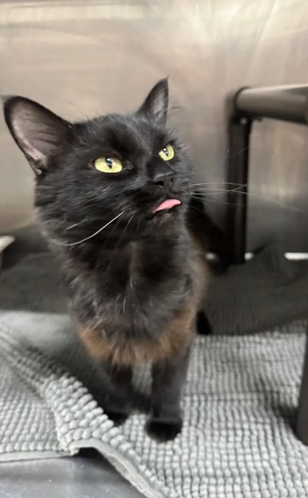 An adult medium-sized female Domestic Long Hair cat named Lanceolata for adoption in Fort Lupton, CO