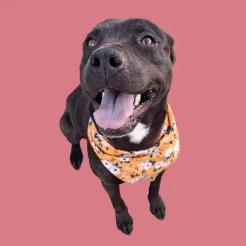 A young medium-sized female Pit Bull Terrier dog named Chan for adoption in Bakersfield, CA