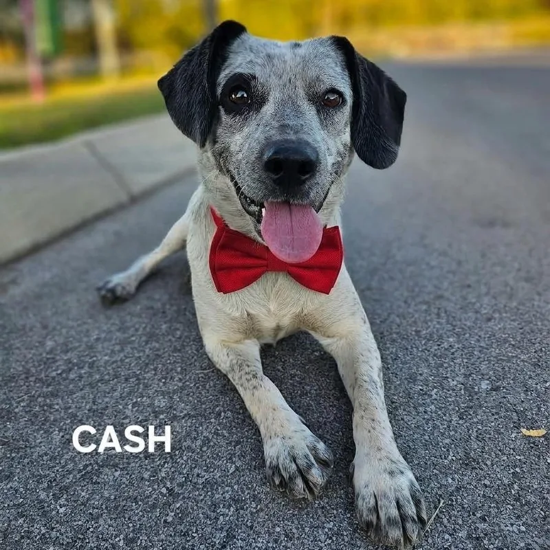 An adult medium-sized male Beagle dog named Johnny Cash for adoption in Madisonville, TN