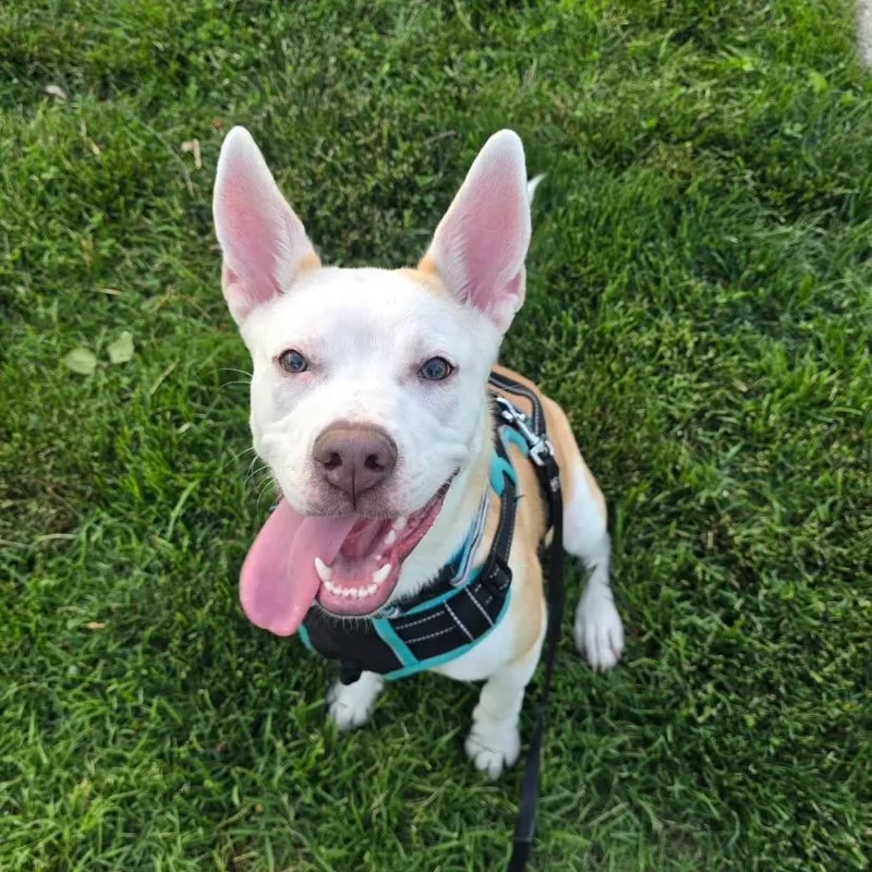 A baby medium-sized female Pit Bull Terrier dog named Violet for adoption in Philadelphia, PA