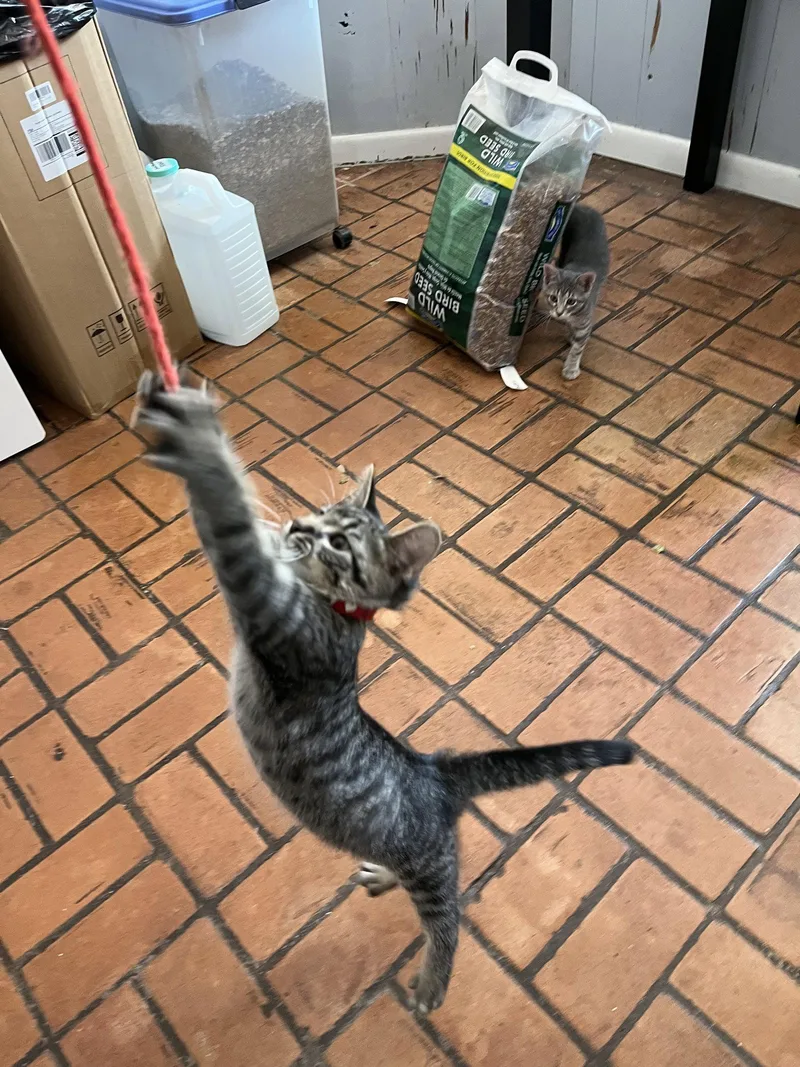 A young medium-sized male Domestic Short Hair cat named March for adoption in McKinney, TX