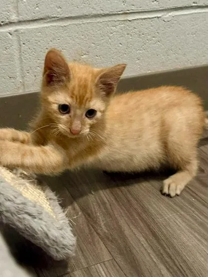A baby small-sized male Domestic Medium Hair cat named Crunchwrap Supreme for adoption in Paducah, KY