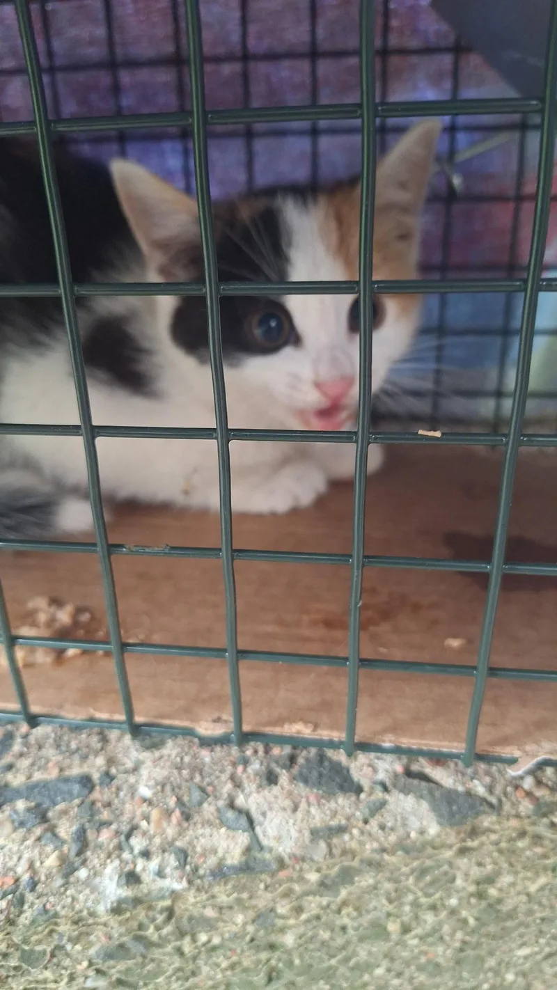 A baby small-sized female Domestic Short Hair cat named Hollow for adoption in Canton, CT
