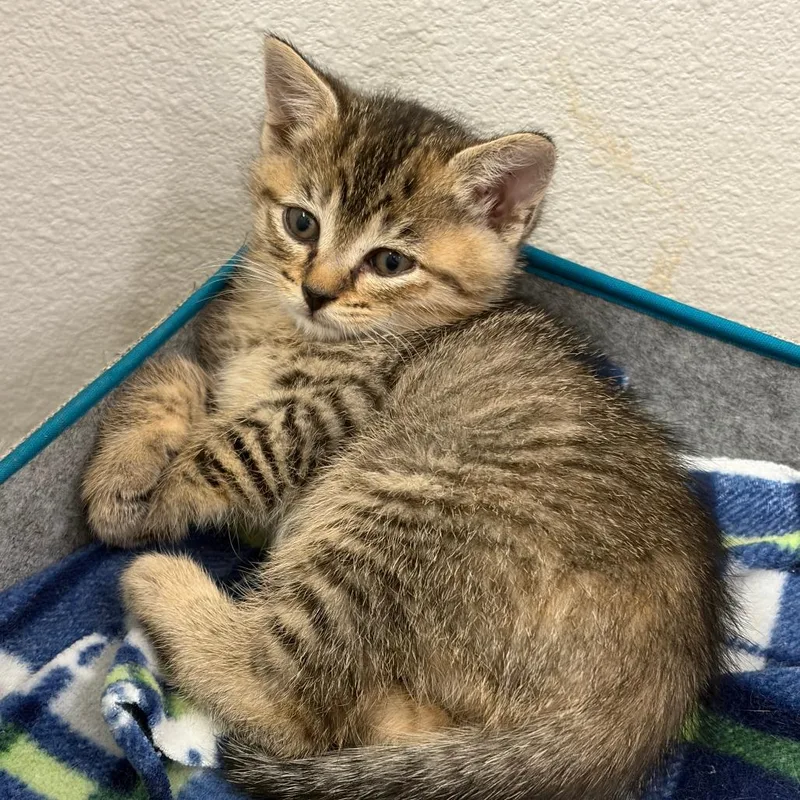 A baby small-sized female Brown / Chocolate Domestic Short Hair cat named Flicker for adoption in Tacoma, WA