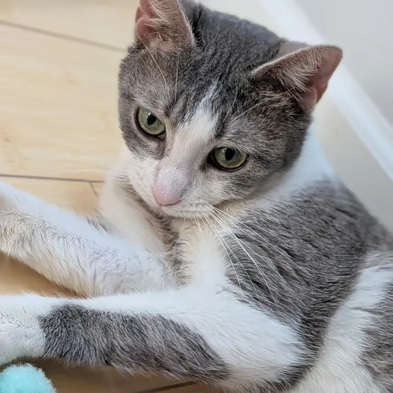 An adult medium-sized female Gray / Blue / Silver Domestic Short Hair cat named Lady Gaga for adoption in Evanston, IL