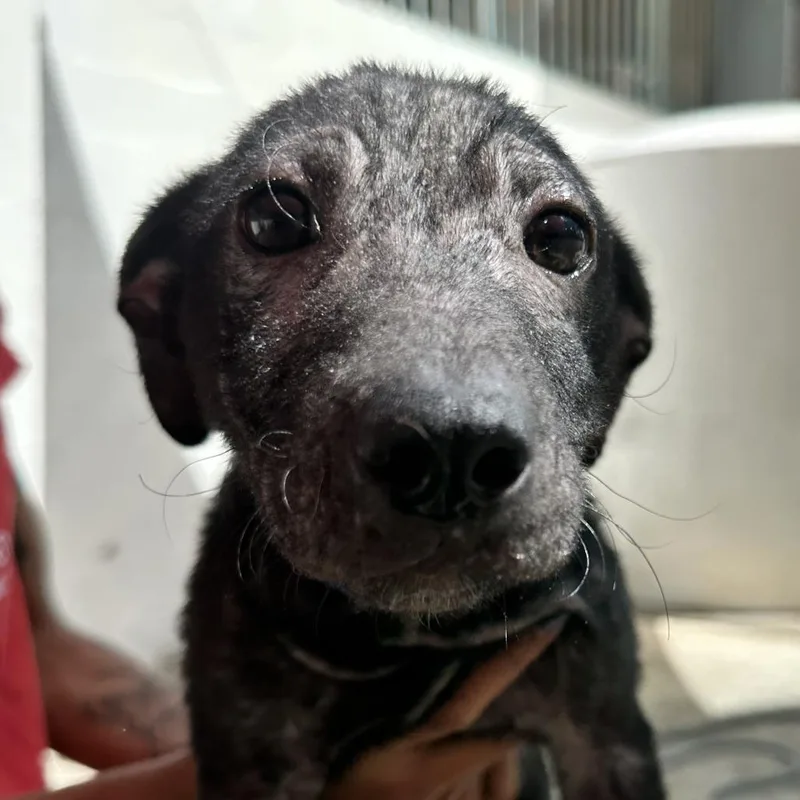 A baby medium-sized male Black Mixed Breed dog named Night for adoption in Guaynabo, PR