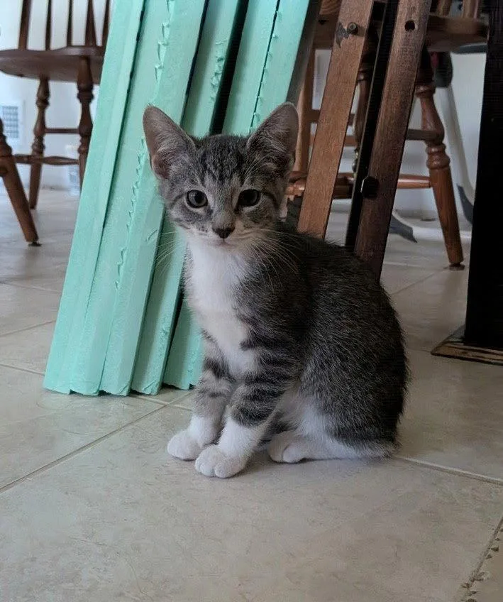 A baby medium-sized female Domestic Medium Hair cat named Watermelon for adoption in Walled Lake, MI