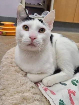An adult small-sized female Domestic Short Hair cat named Brooke for adoption in Madison, NJ