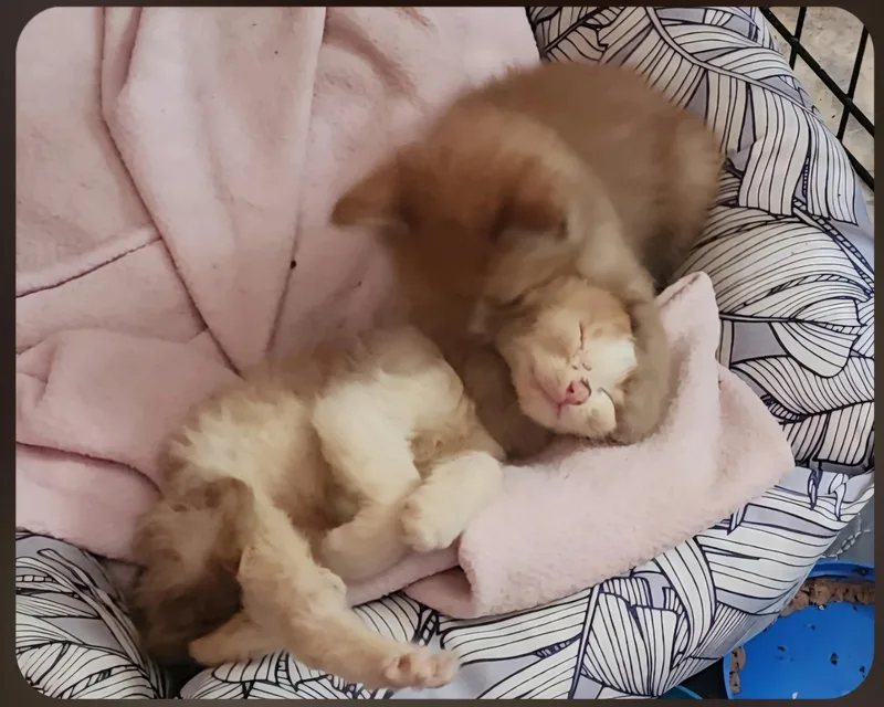 A baby large-sized male Orange / Red Domestic Medium Hair cat named Oliver for adoption in Jamestown, ND
