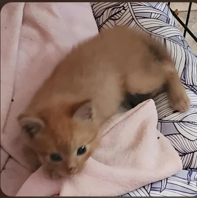 Oliver thumbnail 2